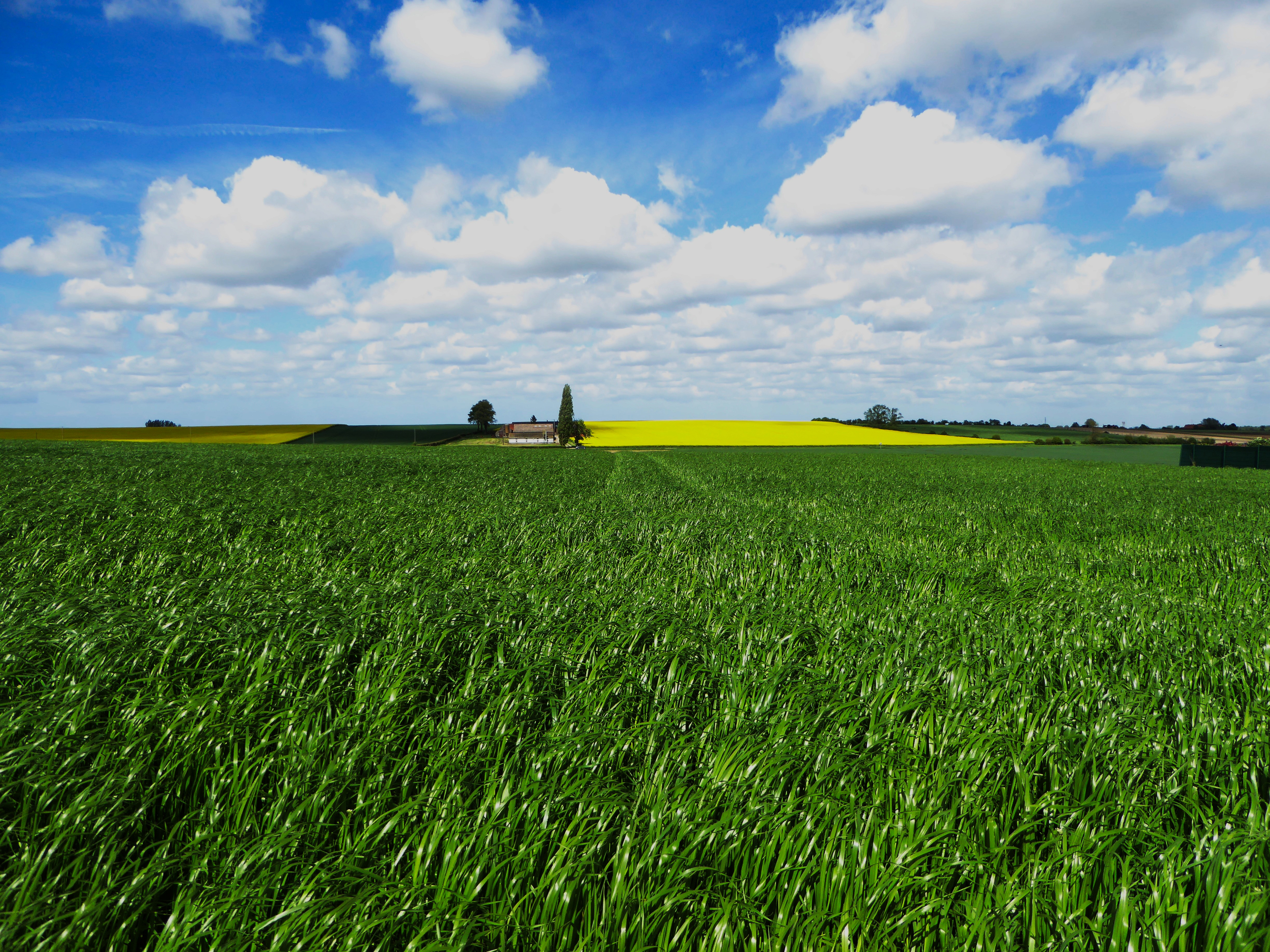 Crop 0. Рожь агрокультура. Великобритания пахотные земли. В поле. Русское поле.