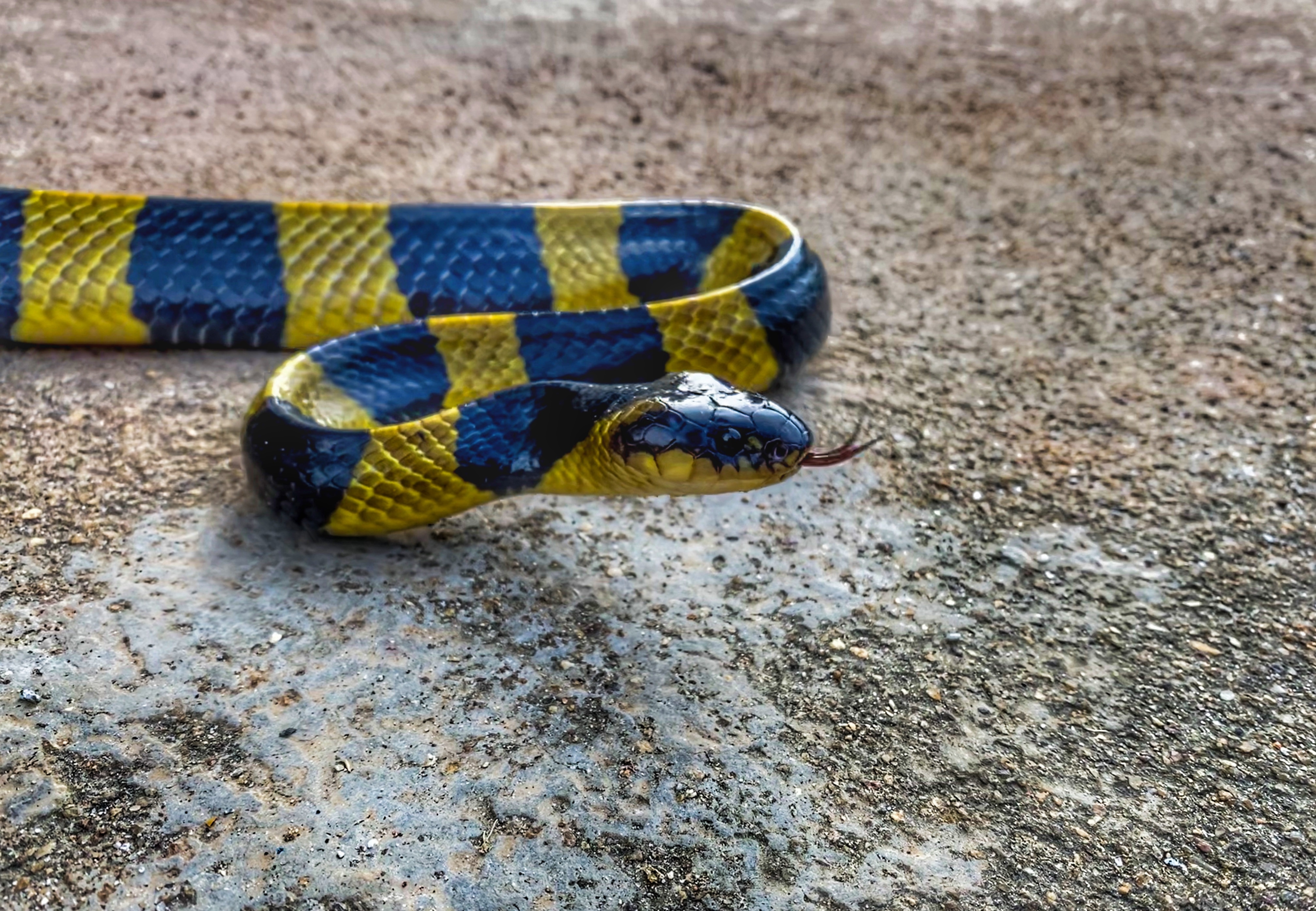 Gray ratsnake - Wikipedia