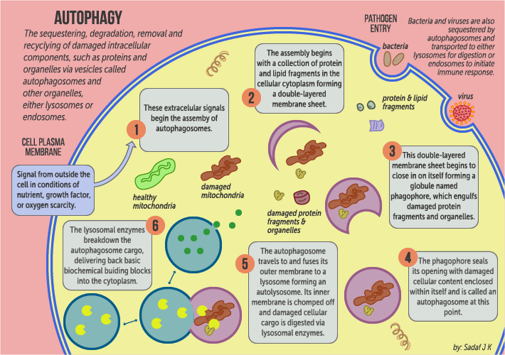 The Process of Autophagy