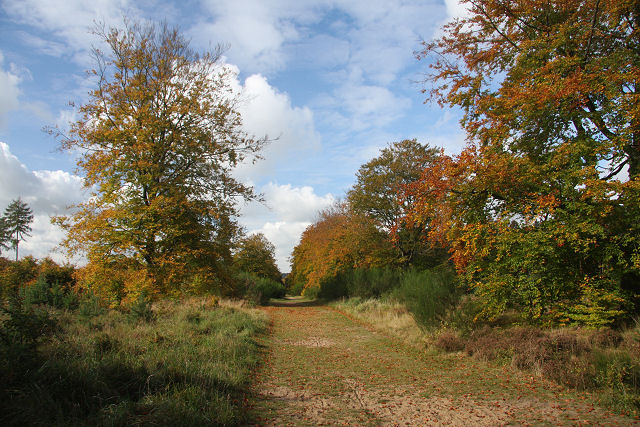 File:Track in Brandon Park - geograph.org.uk - 1013008.jpg