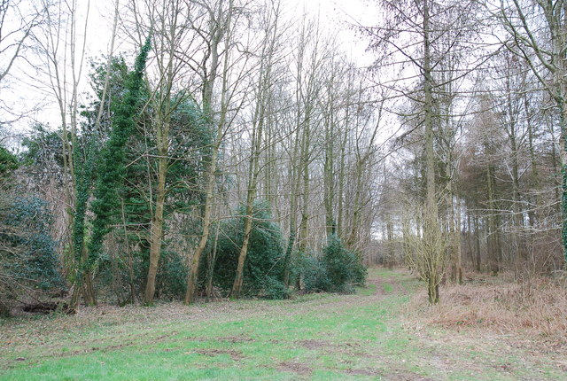 File:Track into Launceston Wood - geograph.org.uk - 323165.jpg