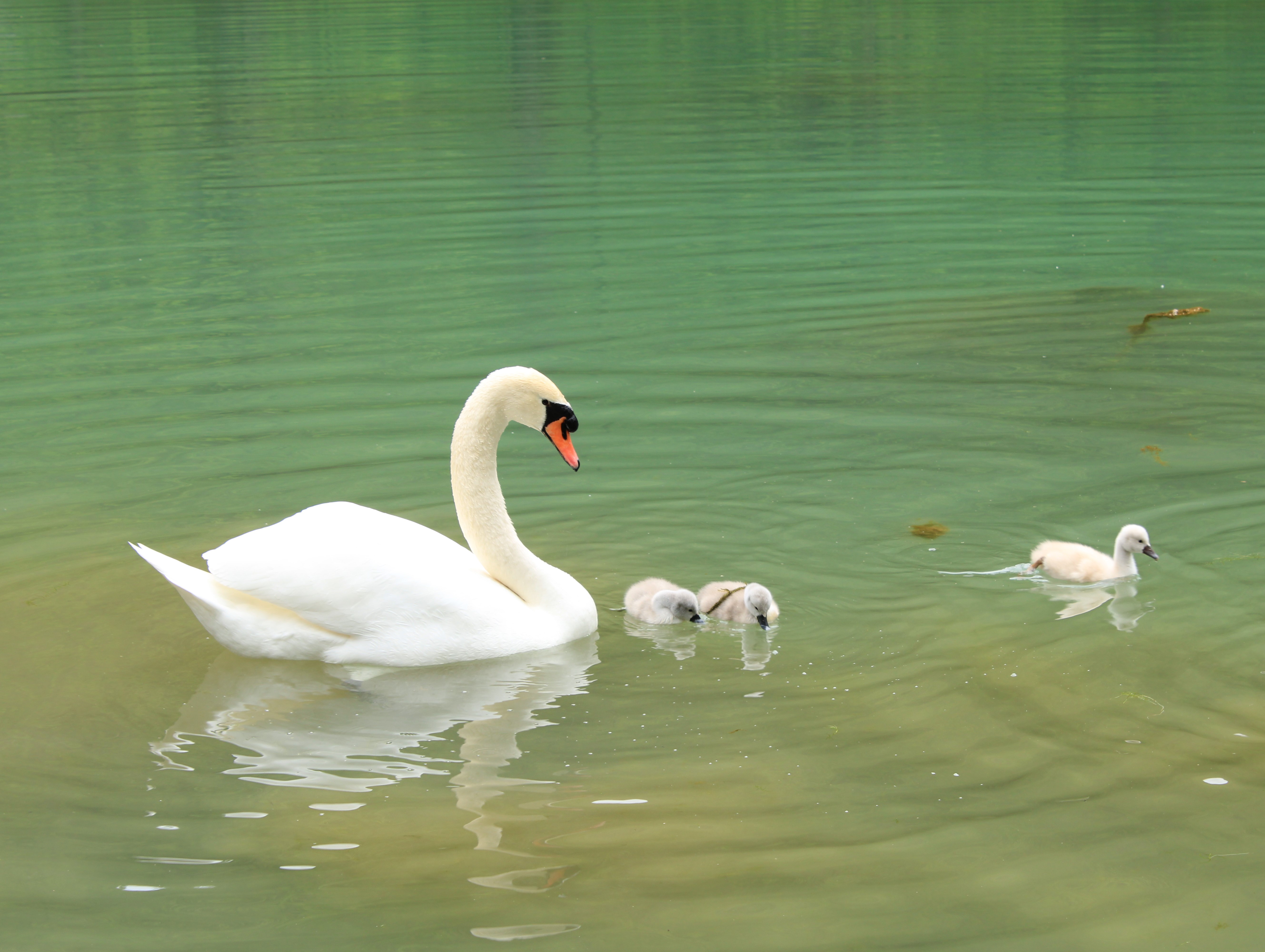 An adult [[mute swan