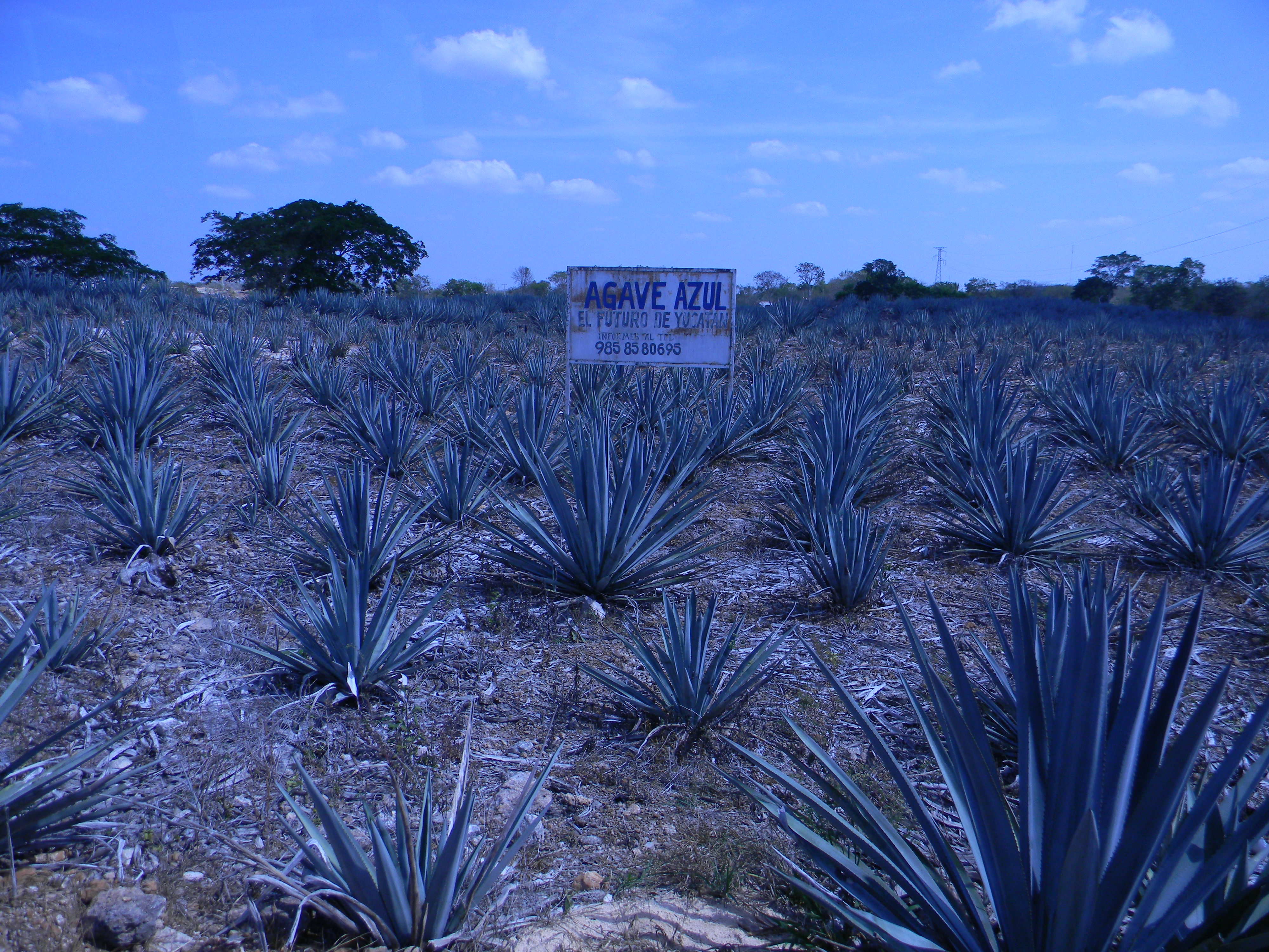 Голуба агава. Агава tequilana. Голубая Агава цветет. Agave tequilana Weber. Агава титаната цветение.