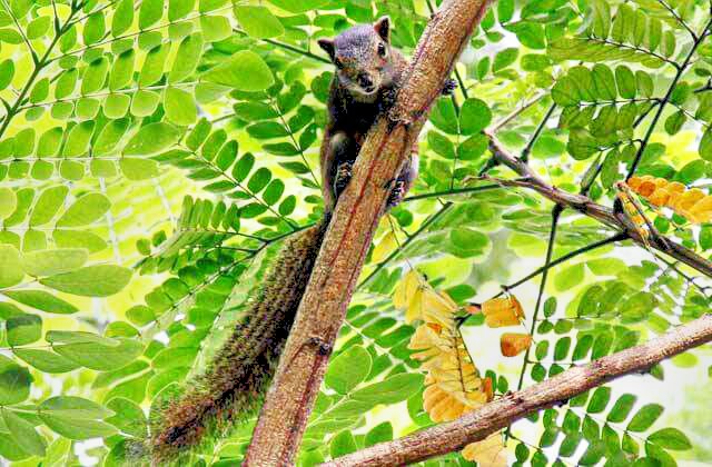 innocent and they are available in everywhere in Bangladesh. They love to live in trees and play with their fellow mates. They move fast one tree to other