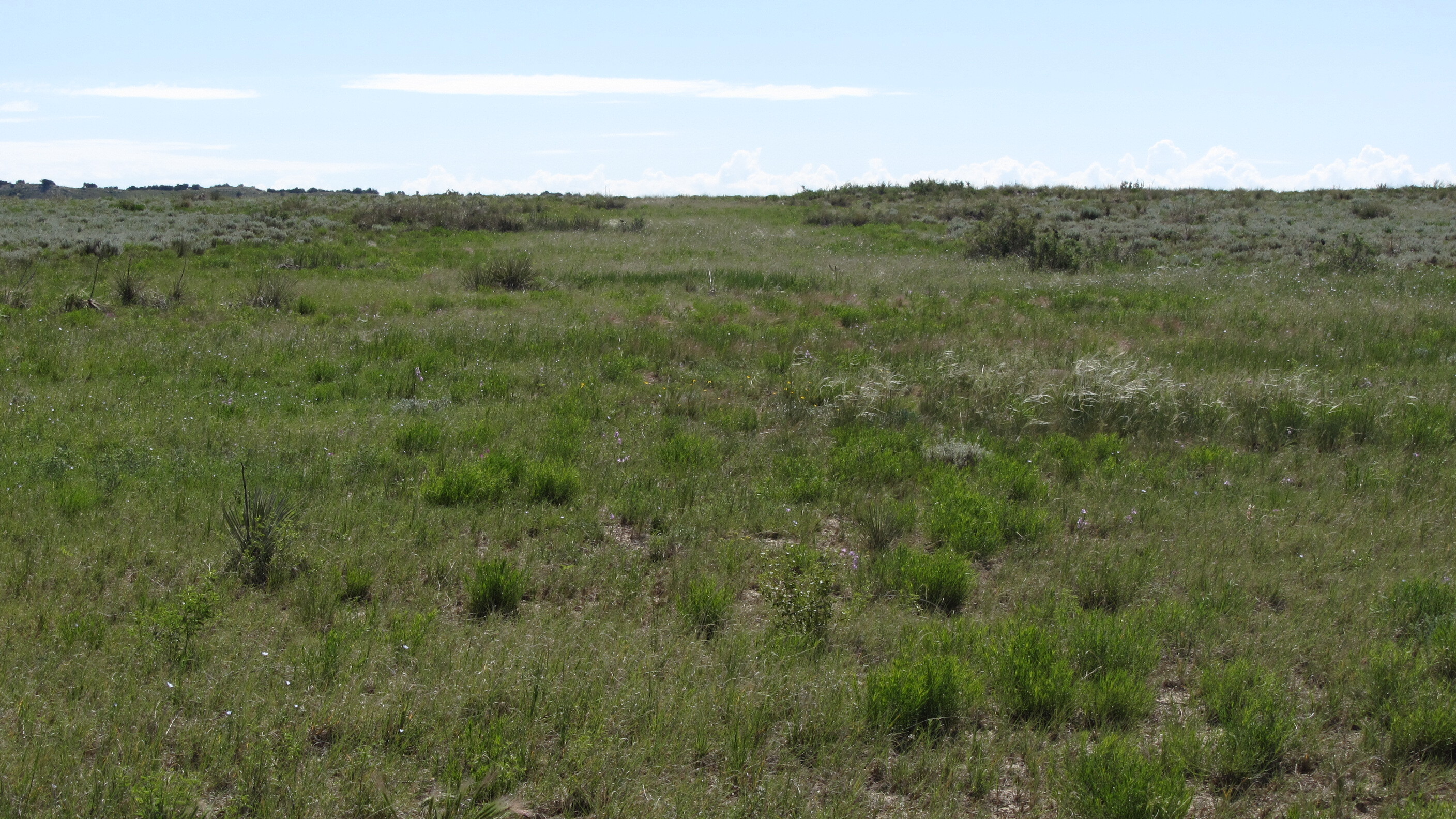 Kiowa and rita blanca national grasslands