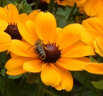 File:Abeille fleur jaune.jpg