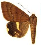 Achaea catocaloides.JPG