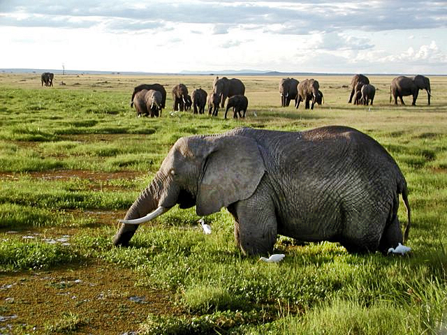 African_Elephants_in_Kenya