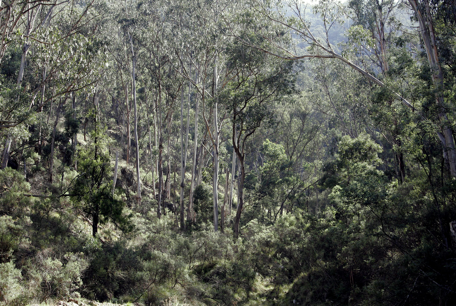 Tuliskan vegetasi yang dominan di australia