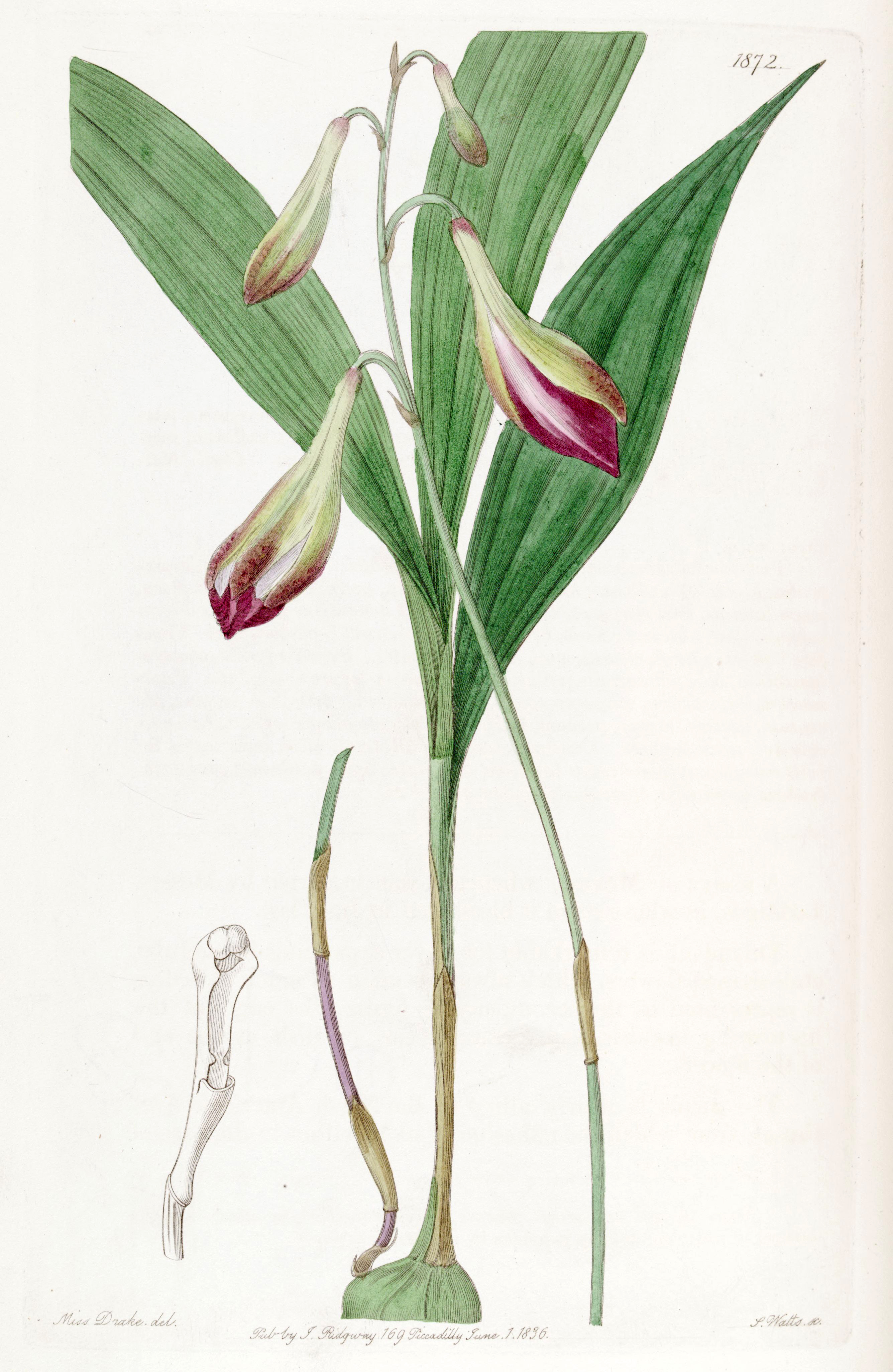 Bletia purpurata - Wikipedia, la enciclopedia libre