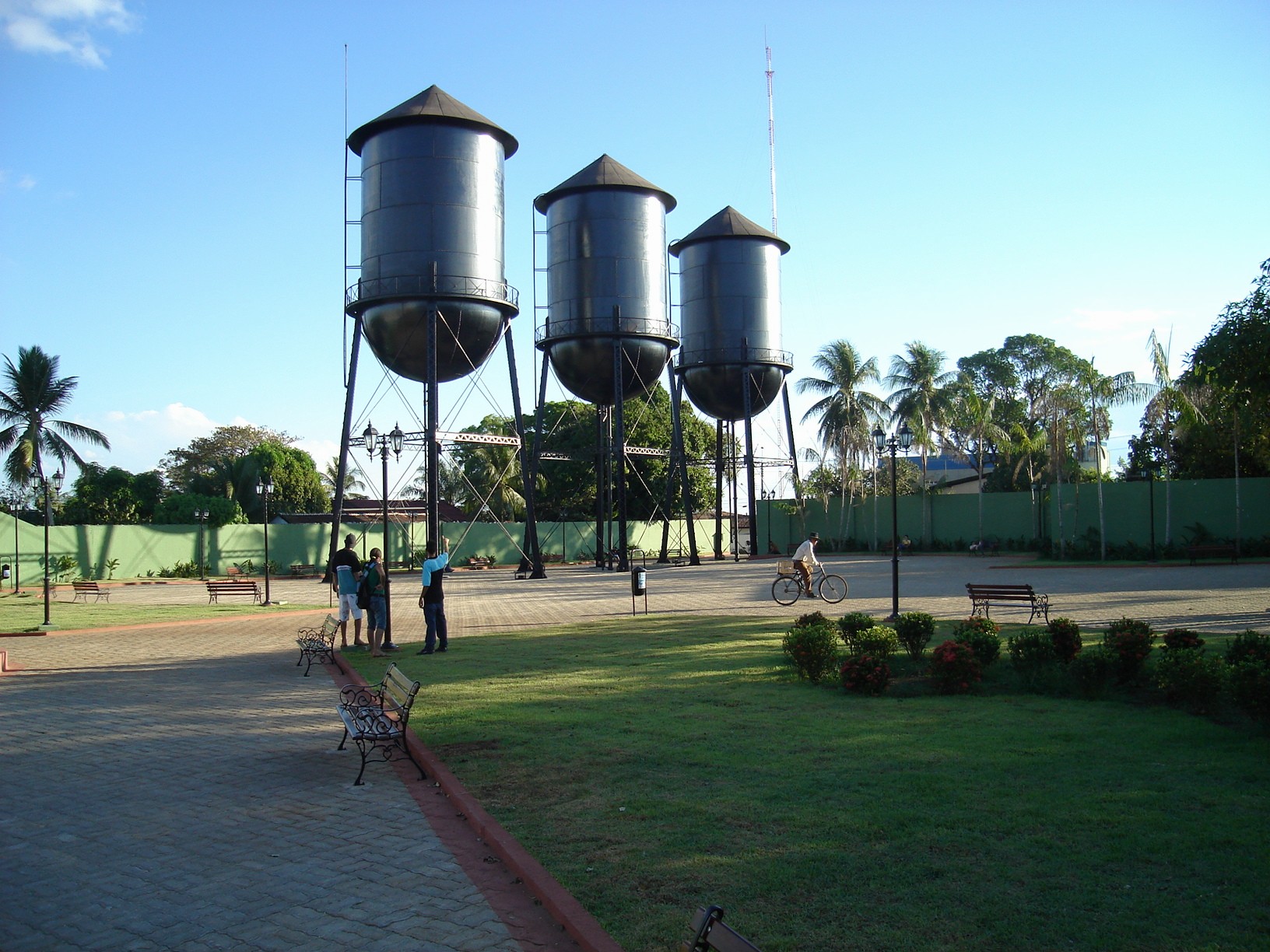 Coffea canephora – Wikipédia, a enciclopédia livre