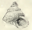 Calliostoma irisans