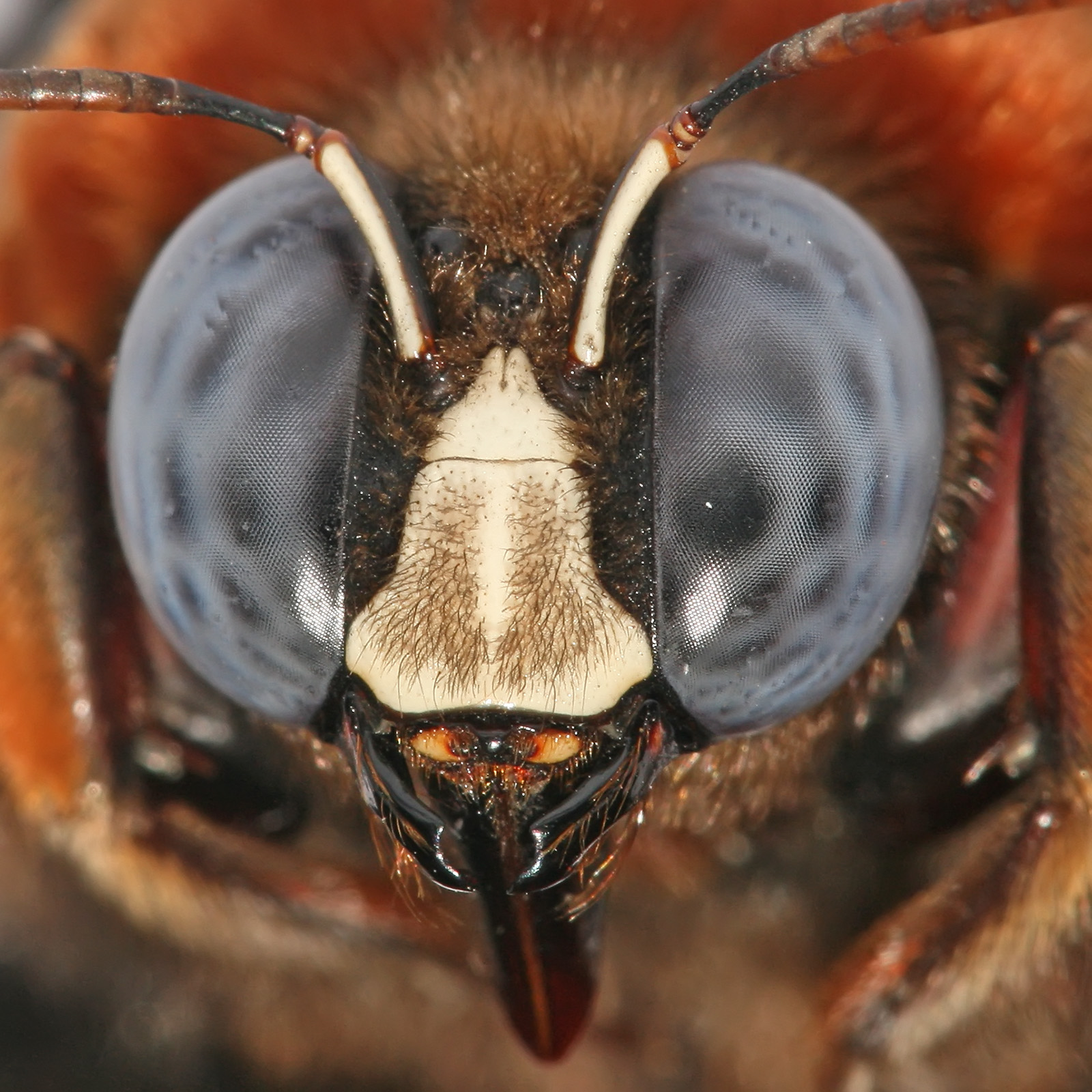 File Carpenter Bee Head And Compound Eyes Jpg Wikimedia Commons