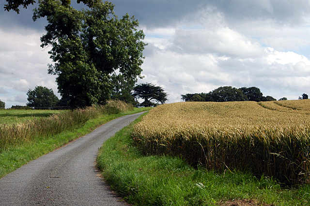 File:Cereals beside the road - geograph.org.uk - 1441807.jpg