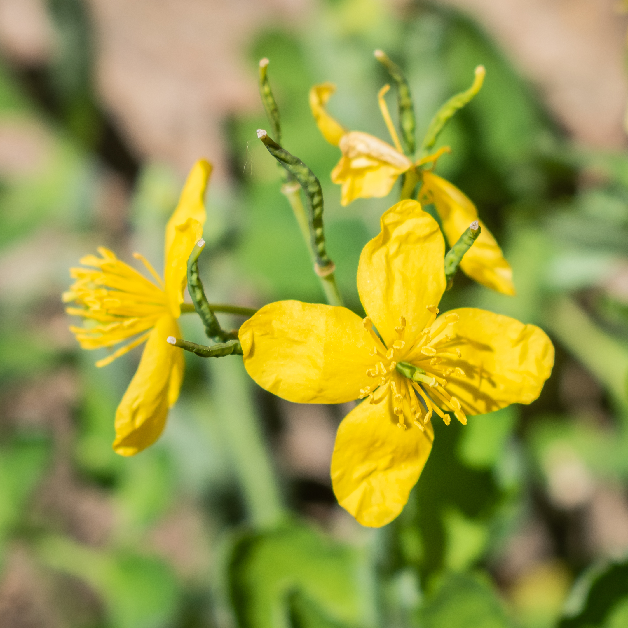 Chelidonium majus