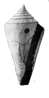 <i>Conasprella imitator</i> Extinct species of gastropod