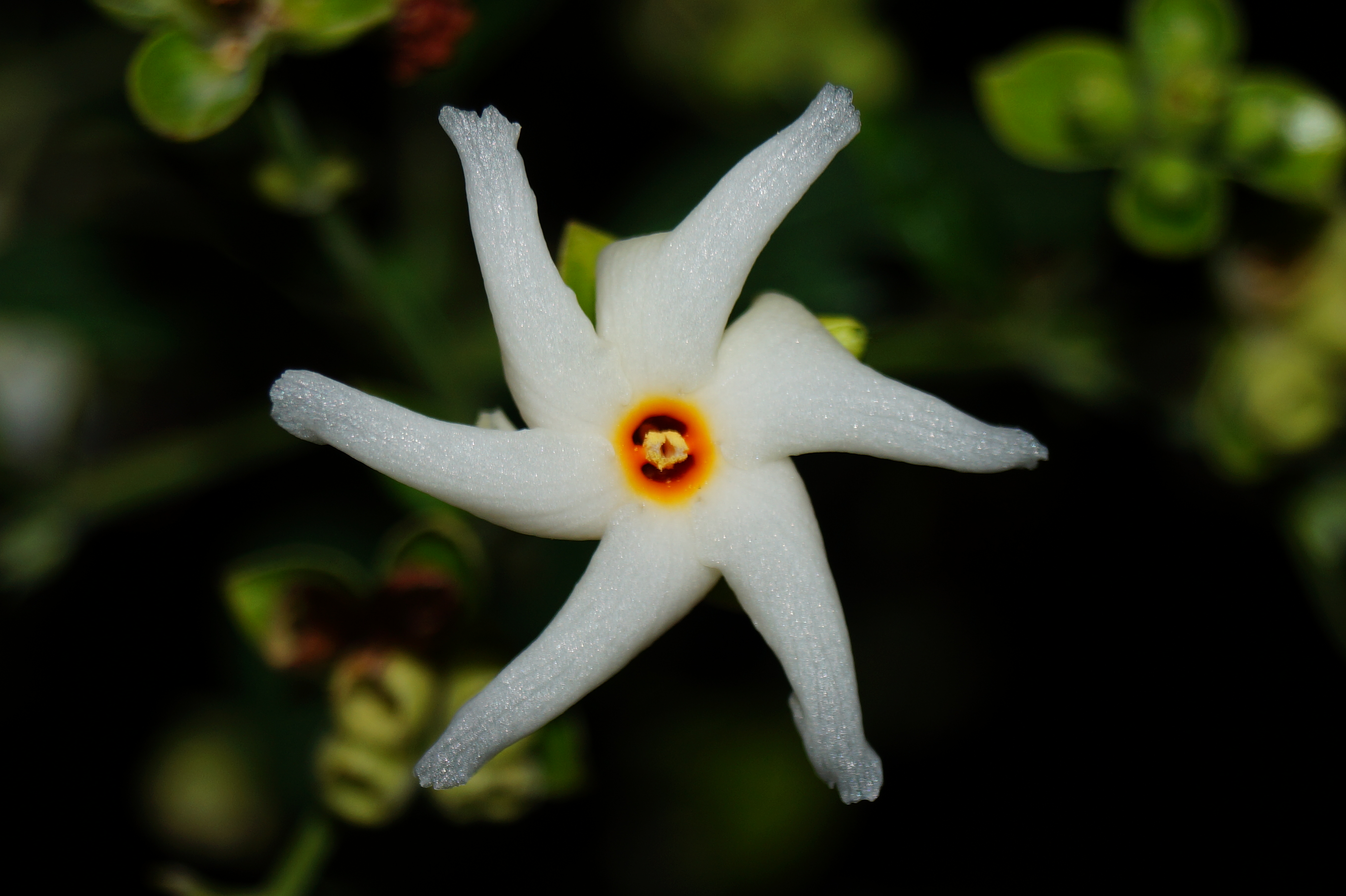 Цветок Париджата