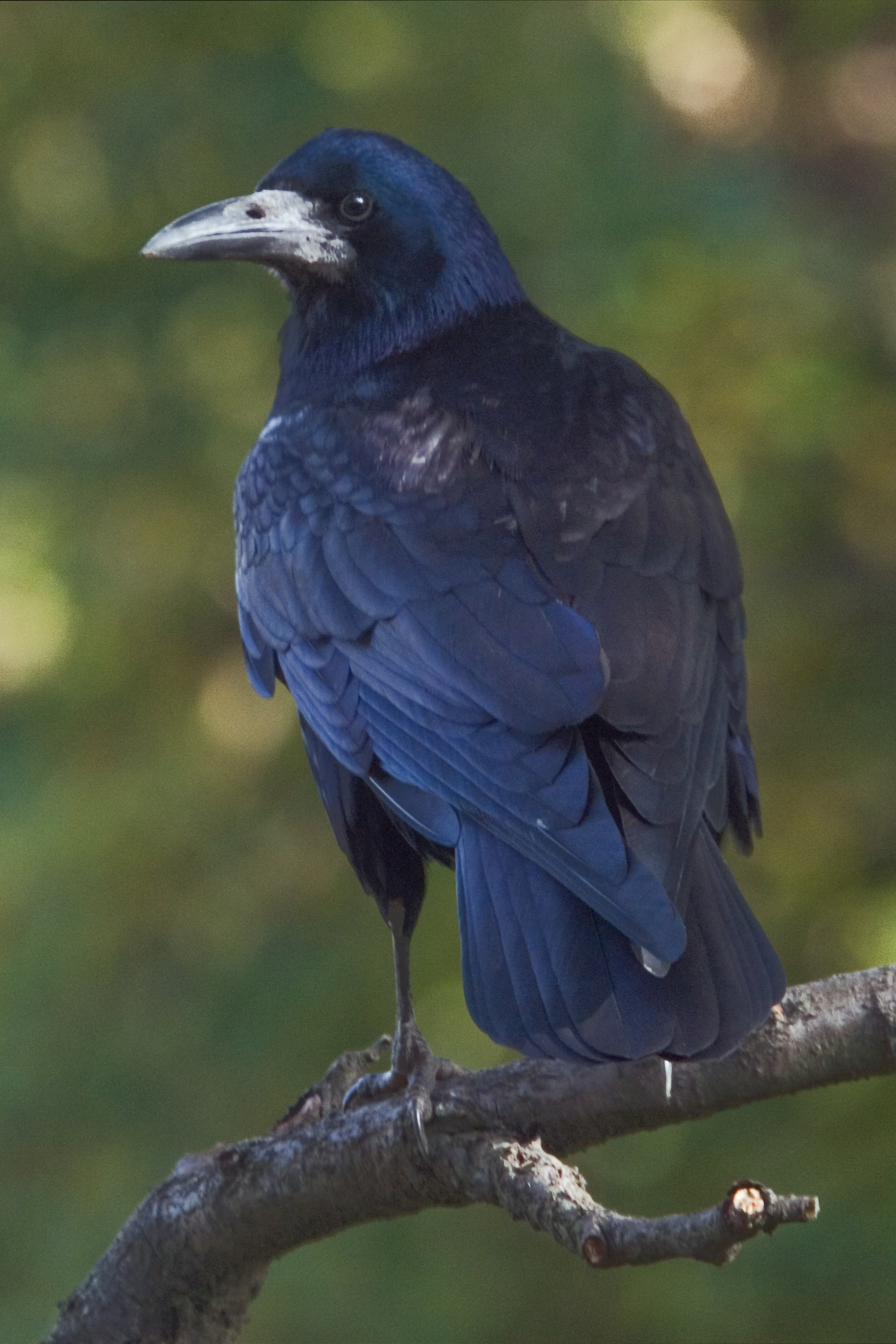 Corvo nero a grandezza naturale —