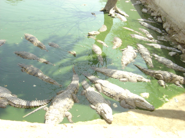 File:Crocodiles at shrine of Pir Mangho 17.JPG