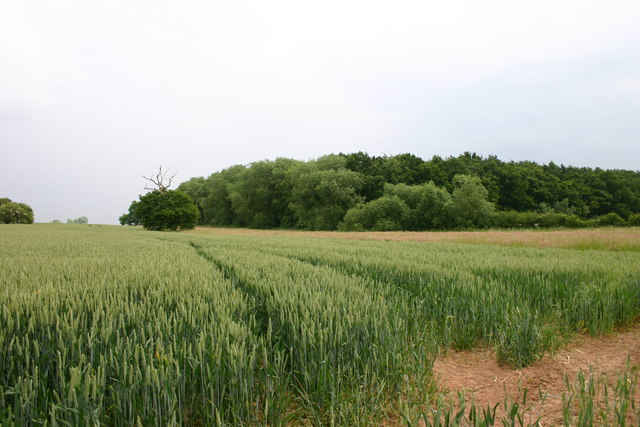 File:Crops and Trees - geograph.org.uk - 466543.jpg