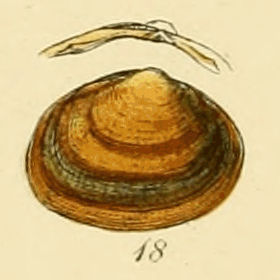 File:Cyclas rivicola (Sowerby).jpg