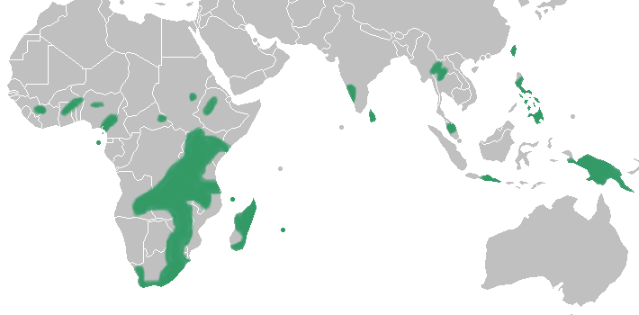 Disperis range map