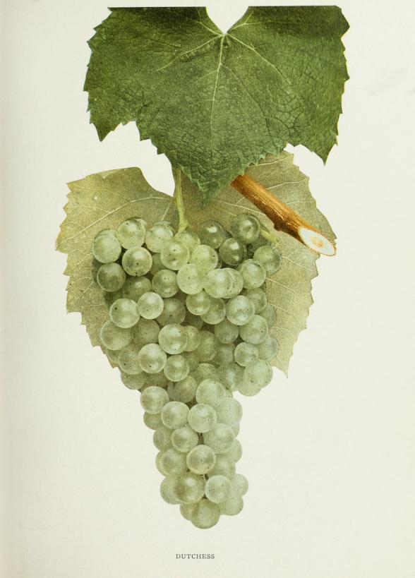 Виноград сорта шарова. Тройка Крайнова сорта винограда. Виноград Маджестик. VSD grape variety from India.