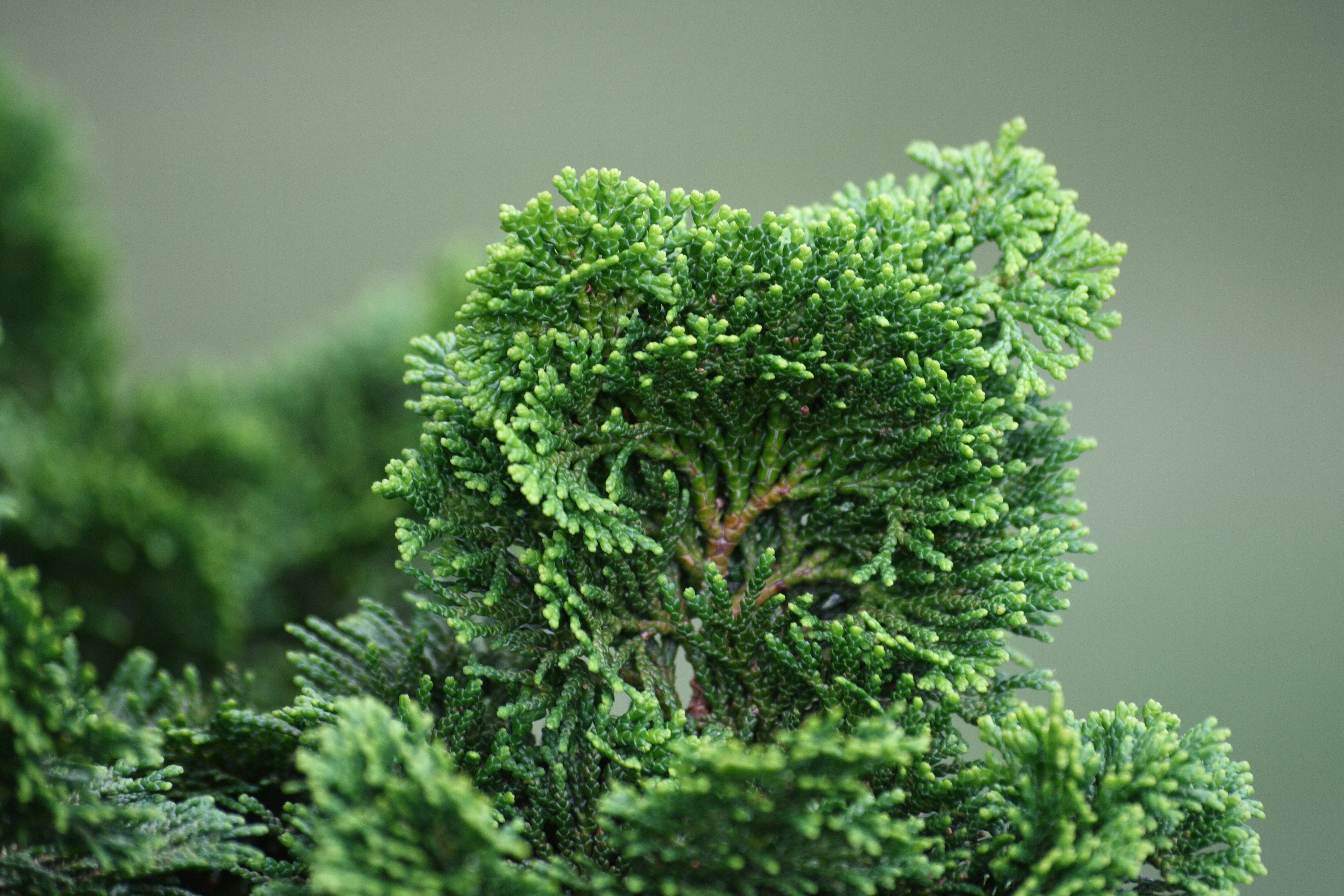 Хвойные кислород. Chamaecyparis obtusa Nana gracilis. Кипарис Хиноки. Кипарис вечнозеленый (Cupressus sempervirens).