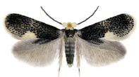 <i>Ectoedemia</i> Genus of moths