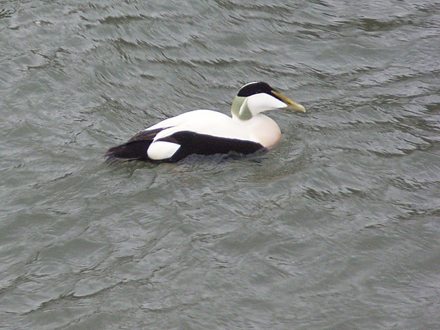 File:Eider in Crail - geograph.org.uk - 356199.jpg