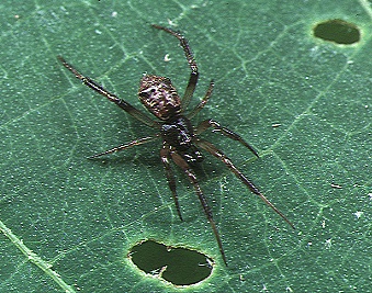 Episinus.nubilus.male.-.tanikawa