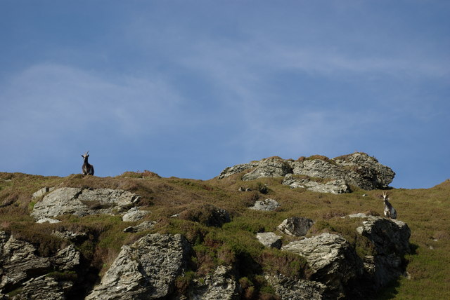 File:Feral goats south of Balmavicar - geograph.org.uk - 1430568.jpg