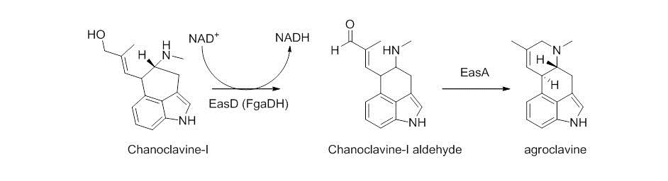 Shakl3 - ergokriptin biosintezidagi 3 qism