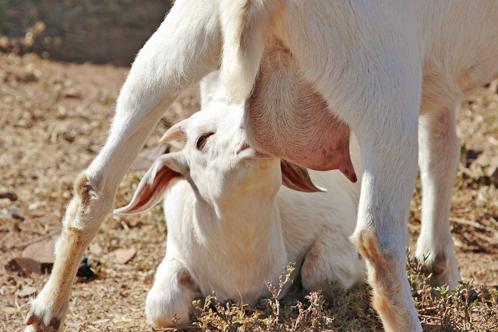 Milk bath - Wikipedia