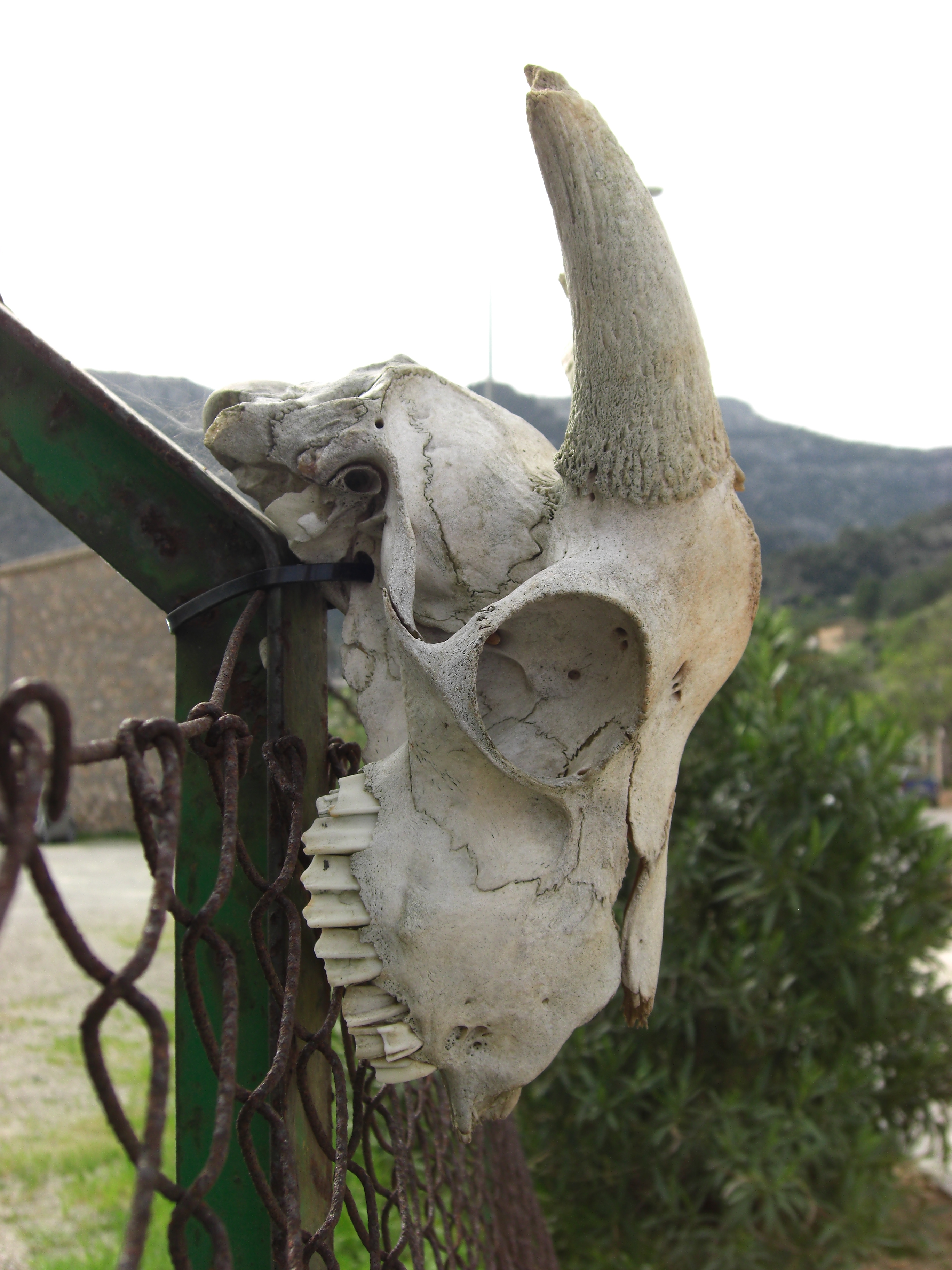 Goat skull terraria фото 17