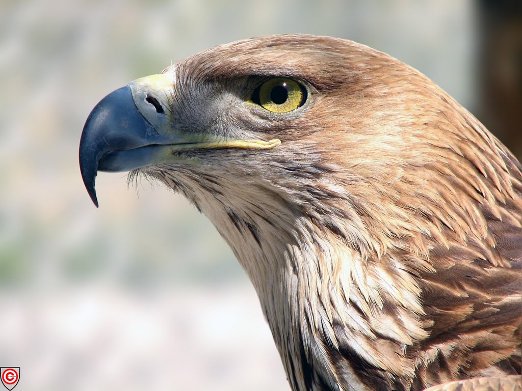 File Golden Eagle in Arak Zoo.jpg Wikimedia Commons