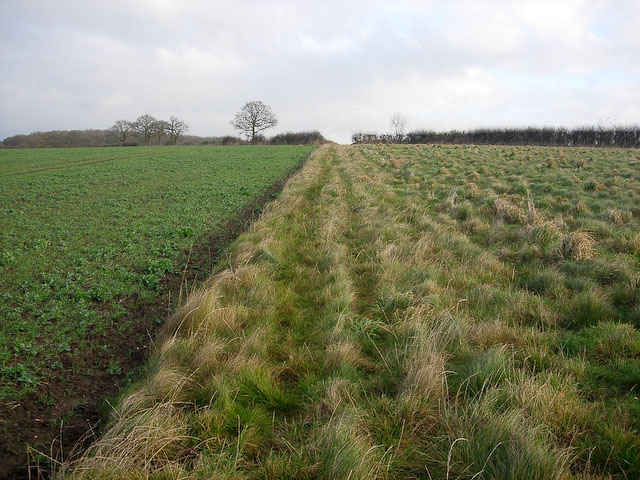 File:Grassy corner - geograph.org.uk - 1078668.jpg