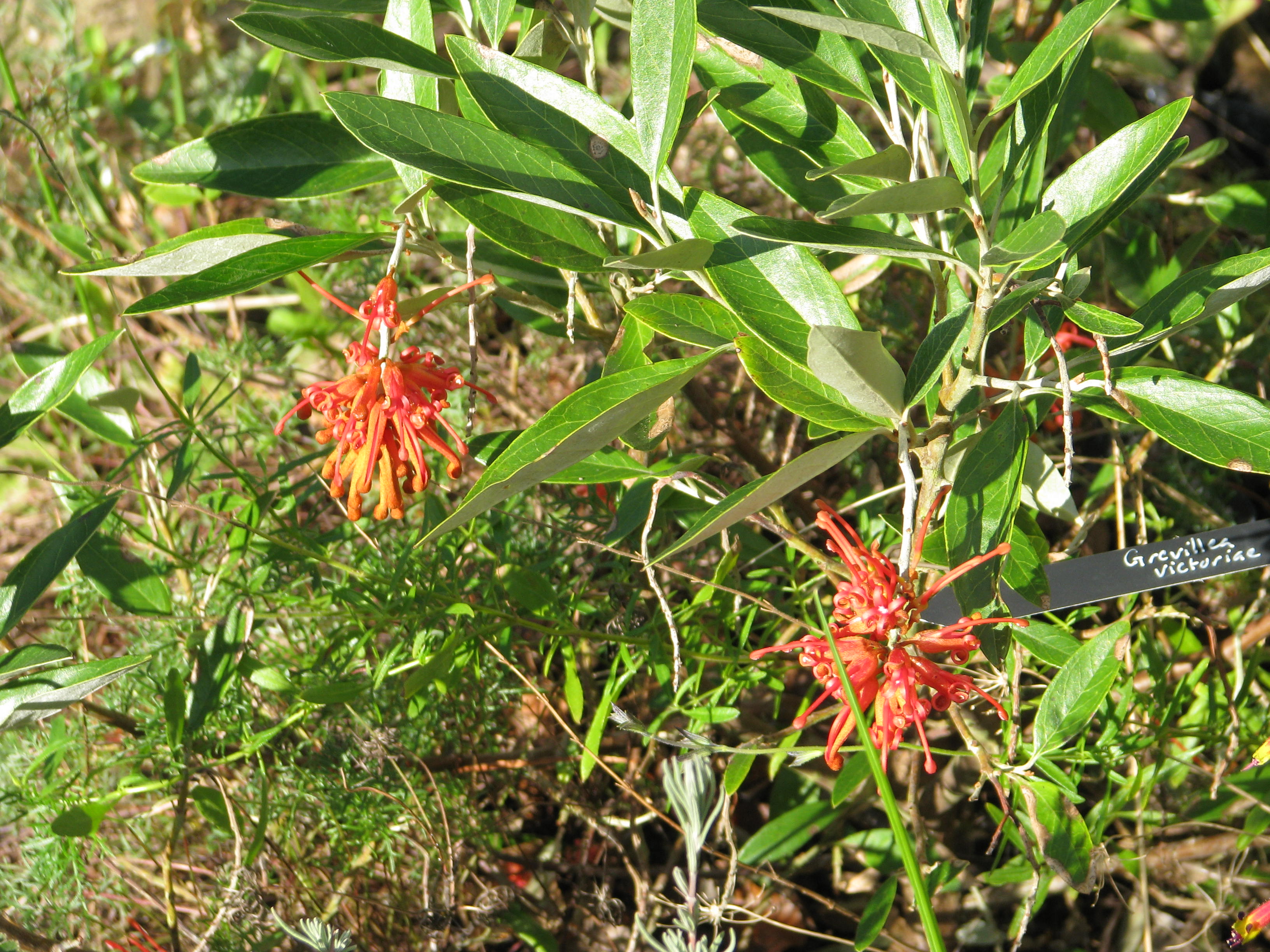 Grevillea victoriae (11007006694).jpg