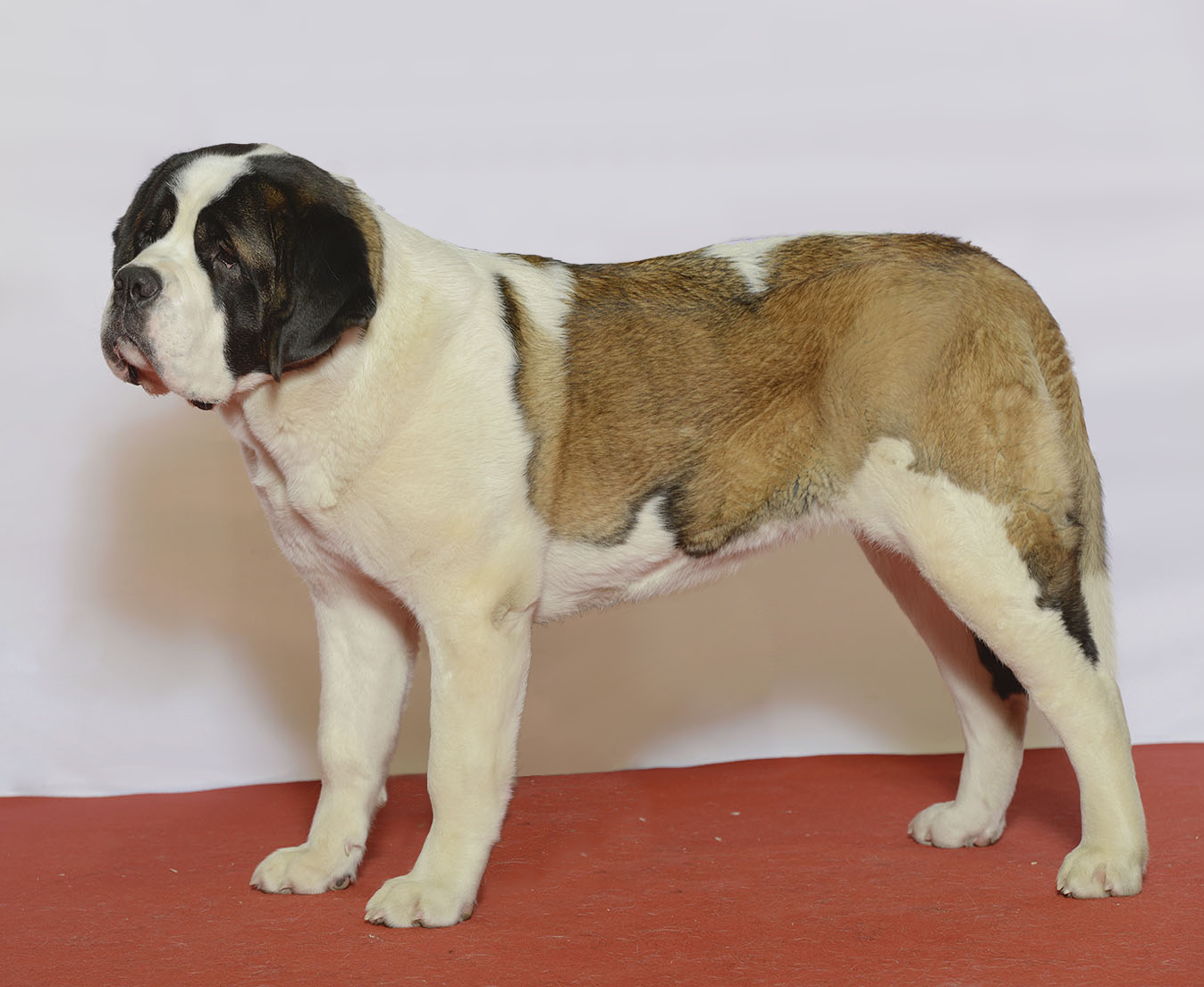 st bernard dog