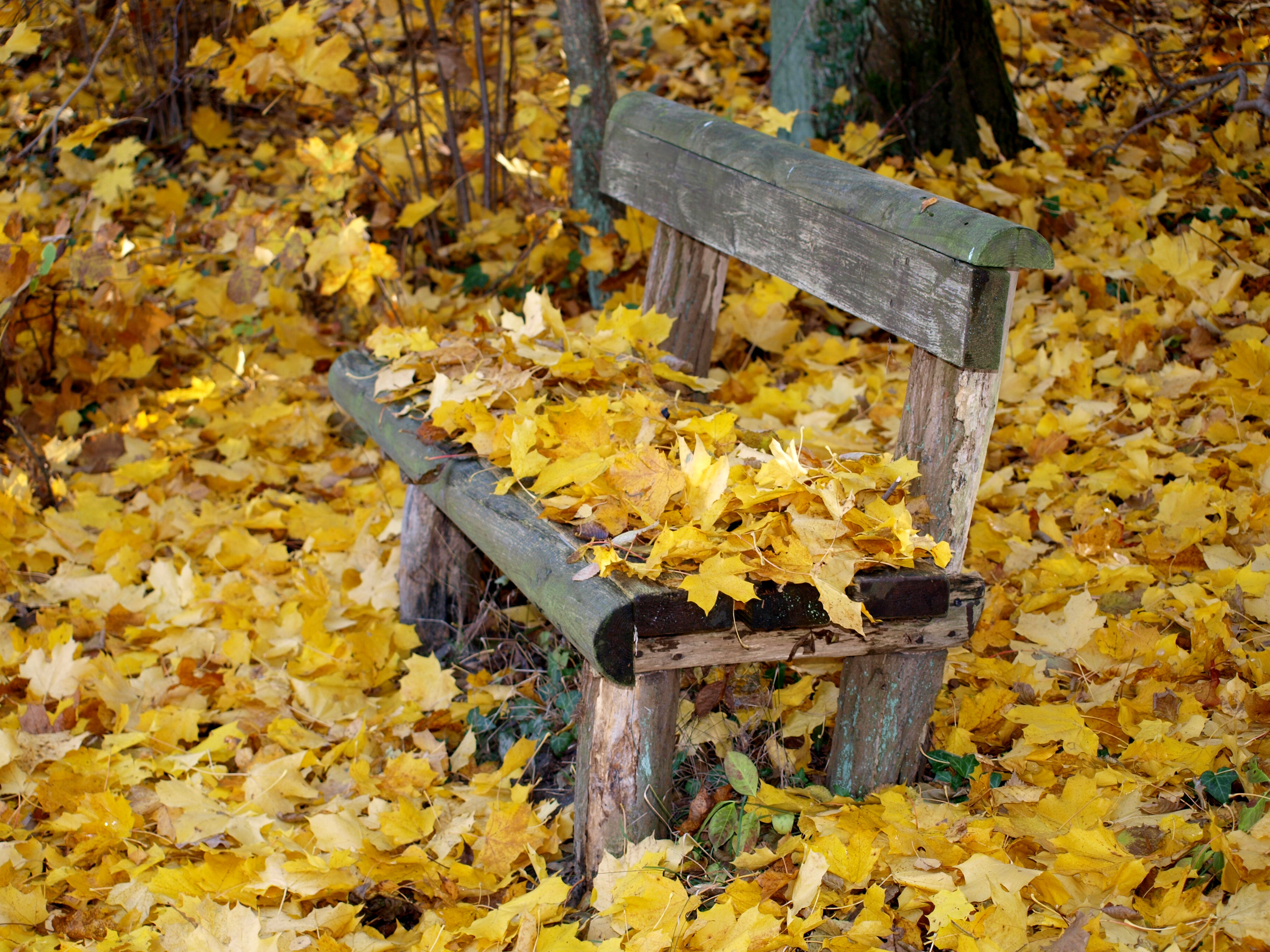 Желтые листья на скамейке