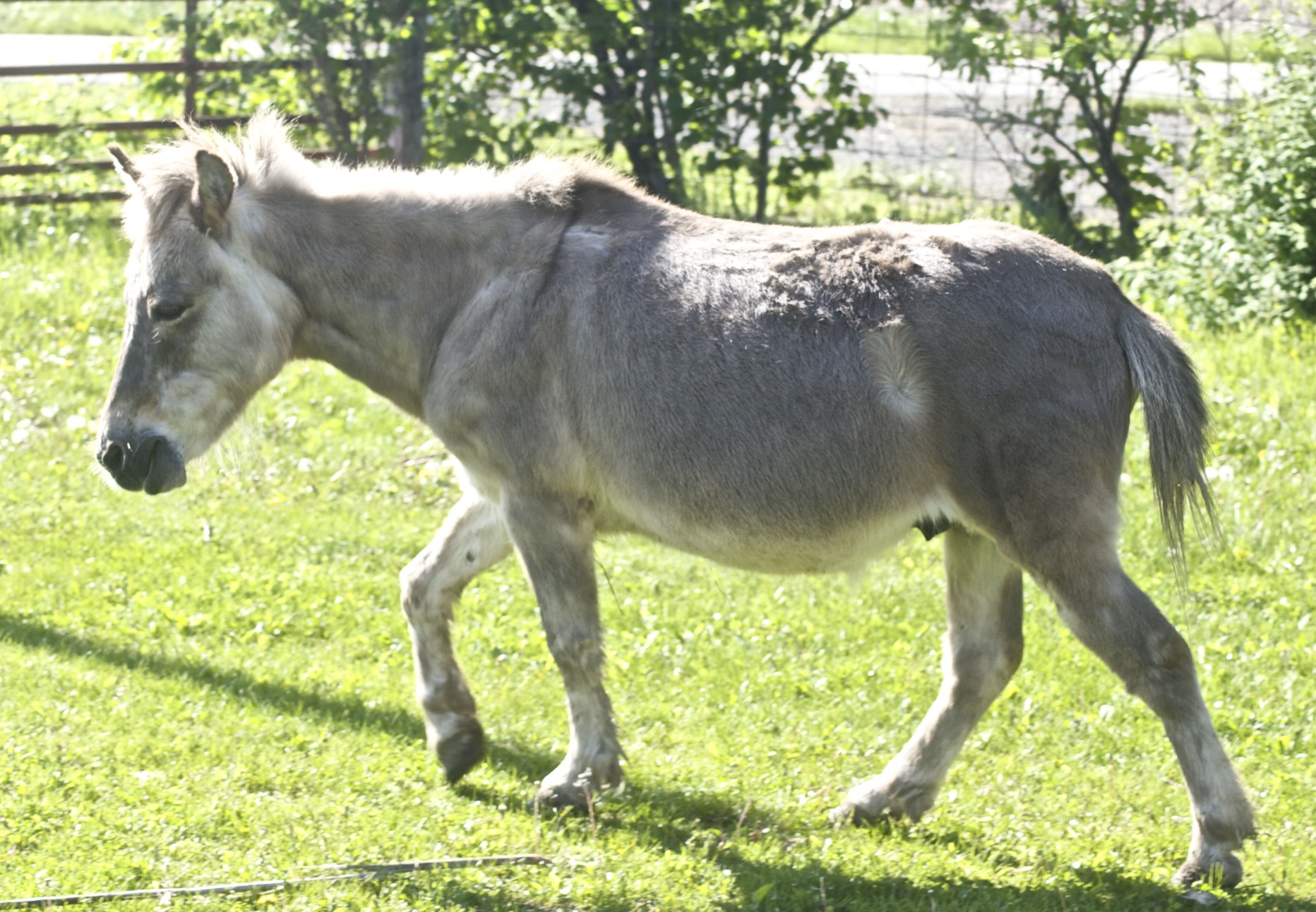 Mischung Aus Esel Und Pferd