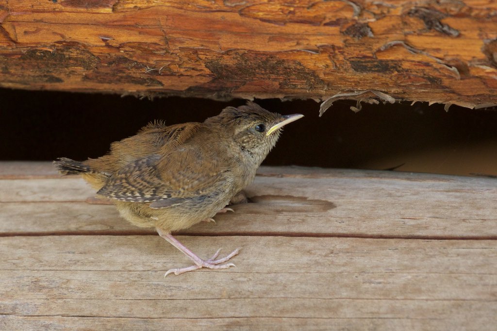 House Wren (immature)- D & Y - Cave Creek - AZ - 2015-08-29at12-40-101 (21611504026).jpg