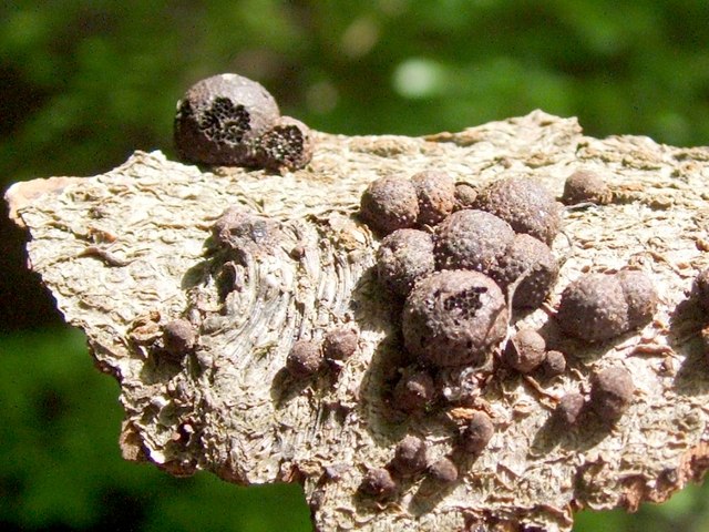 File:Hypoxylon fragiforme - geograph.org.uk - 1066796.jpg