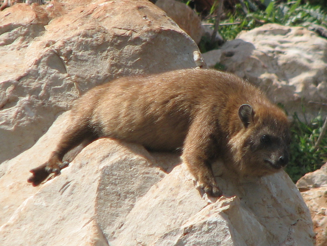 Hyrax Ru Гороскоп