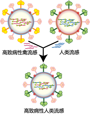 File:Influenza geneticshift zh.jpg