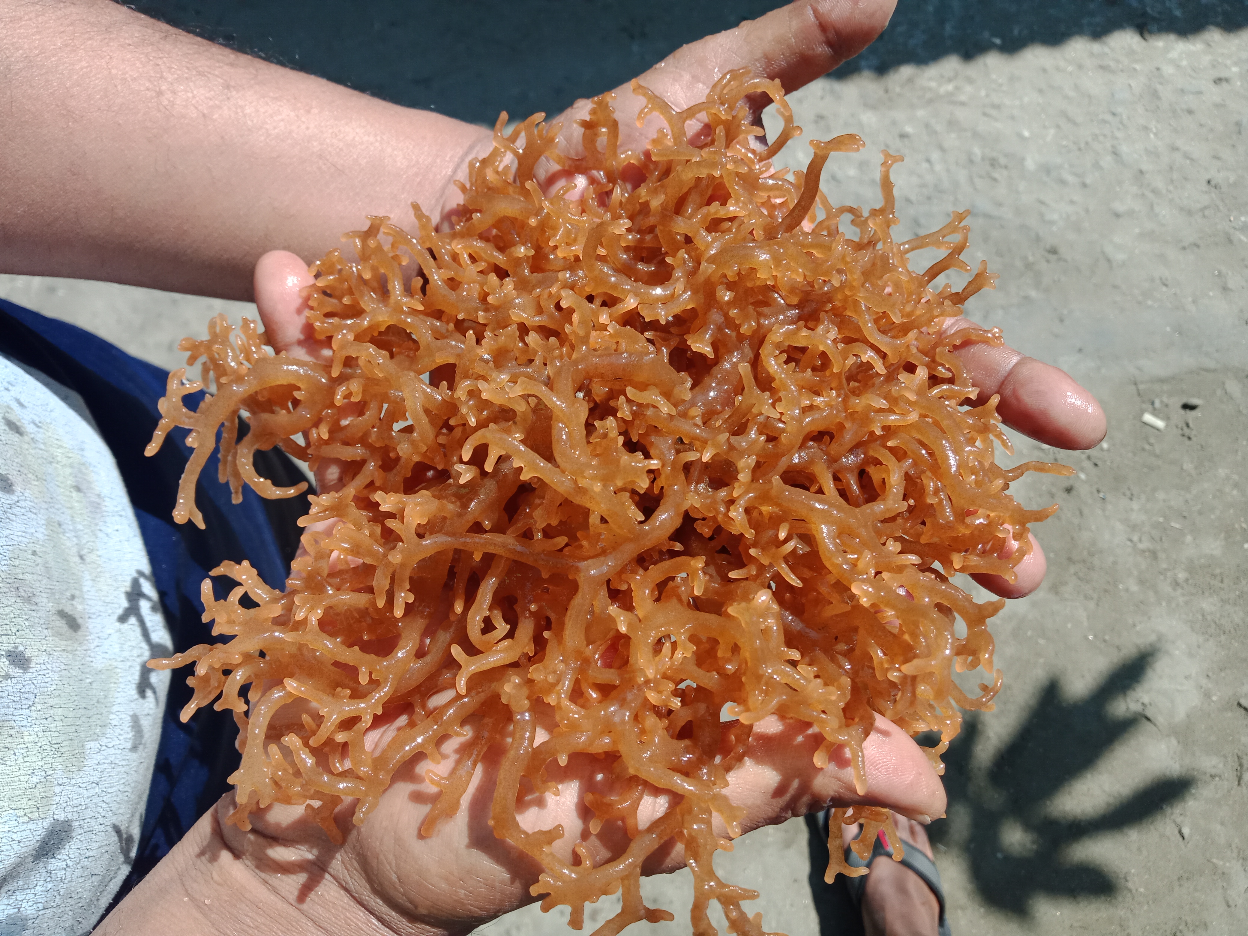 Real vs Fake Seamoss: Identifying Genuine Seaweed Products