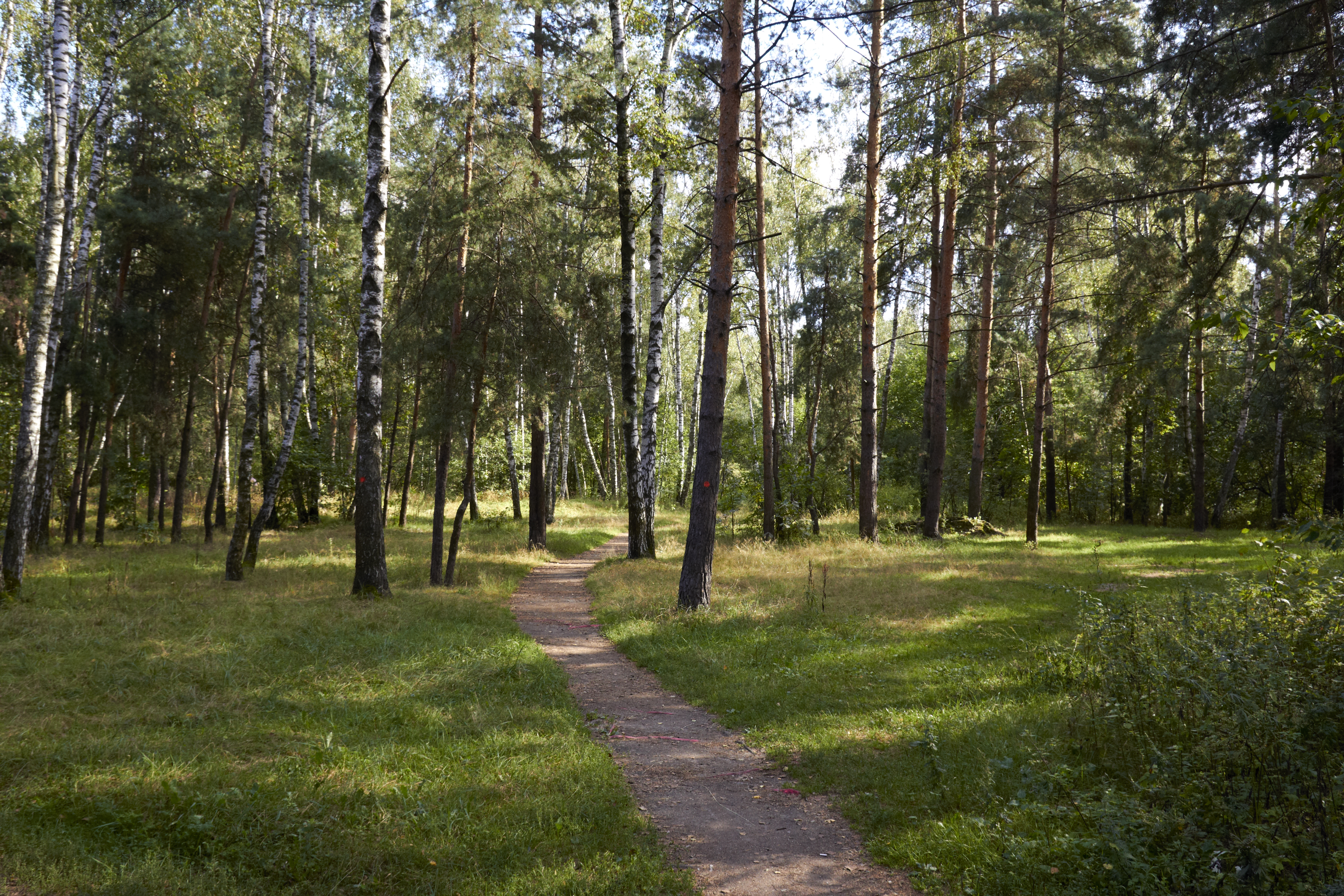 Томилинский лесопарк фото