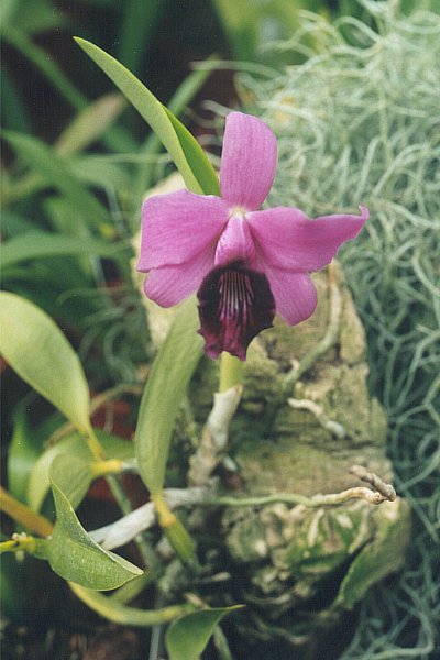 File:Laelia dayana0.jpg