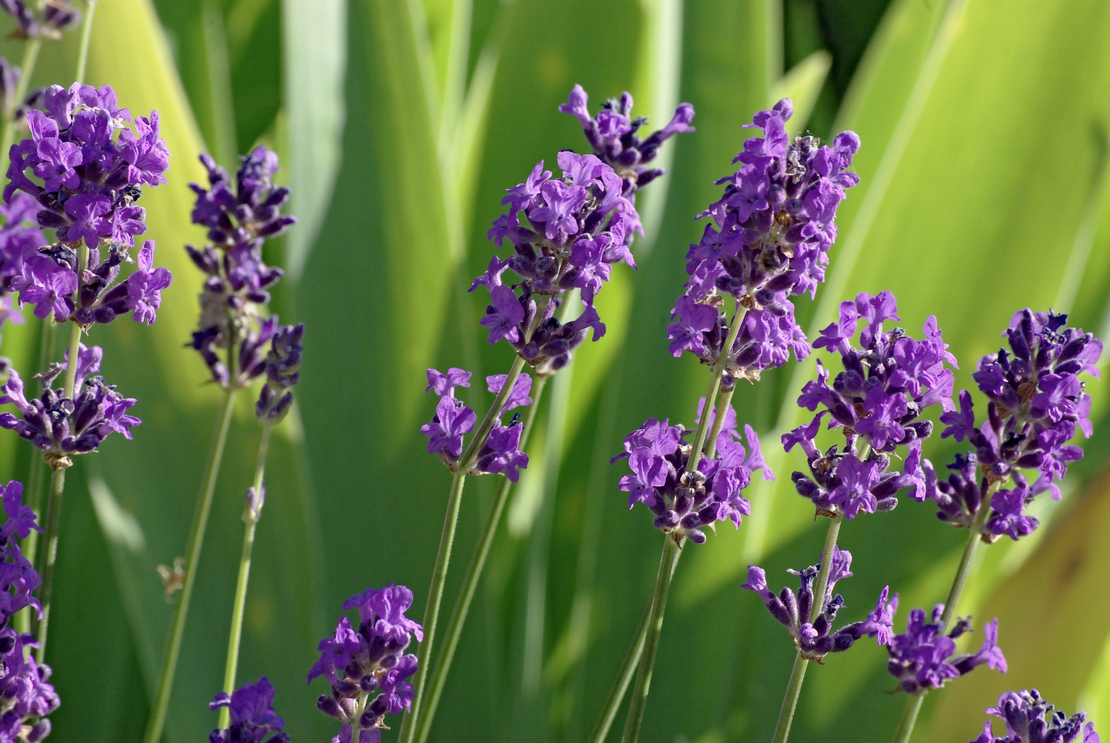 Lavender, Italian (Lavandula angustifolia)