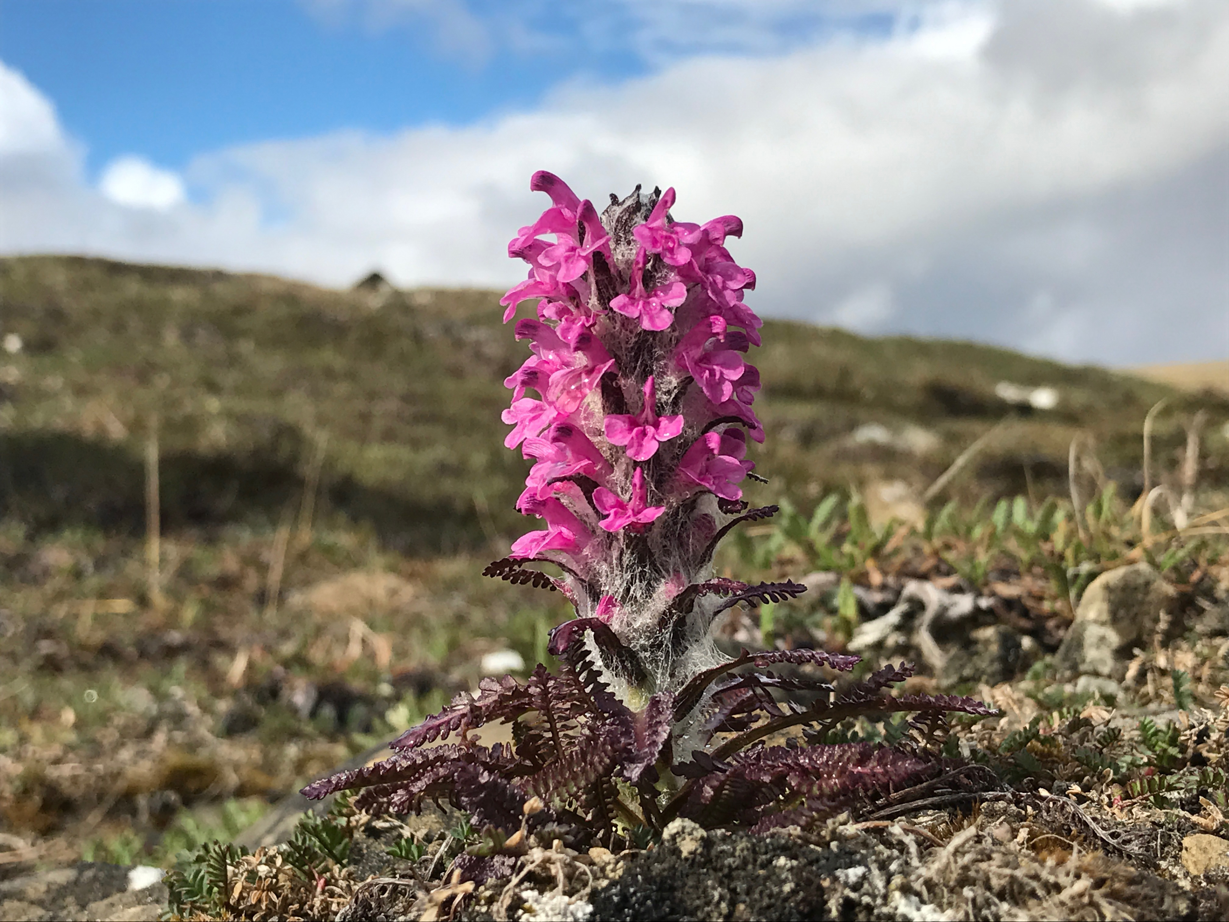 Pedicularis sibirica